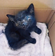 N0801023 Poor kitten looking mother #animallover #animals #cute #iloveca