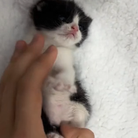 N0201025 rescued cat #rescue #cute #helpanimals #love #cat #catsoftiktok