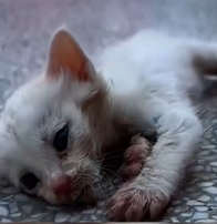 N0801024 So poor#animallover #animals #rescueanimals #cats #ilovecats #strayca