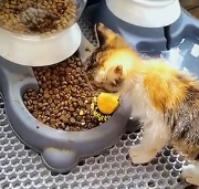 N0801025 memorable journey kitten abandoned in landfill#animals #an