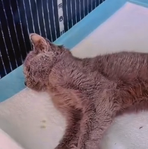 N0801026 lovely animals#animallover #animals #cute #ilovecats #rescue #rescuea