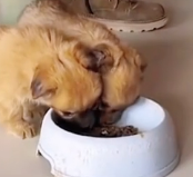 N0801027 So poor #animals #animal #loveanimals #cuteanimals #fyp #petlover #lo