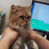 N0801028 Please do not abandon animals when they are in trouble #animallover