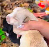 N0801029 Lovely animals #animallover #animals #rescueanimals #cute #dog #lov