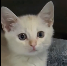 N0801030 Tried my to save kitten… thank God protecting lit…