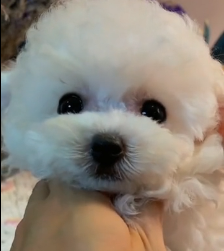 N0801031 rescue abandoned puppies wandering in cold, wet rain#animals #ani