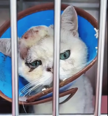 N0801032 Thank God protection#animallover #animals #cute #ilovecats #rescu