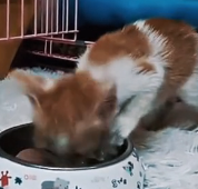 N0801033 Let protect those little hearts together.. they deserve to receive