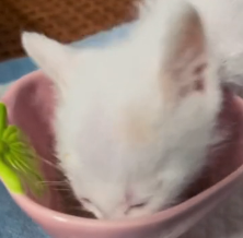 N0201026 Rescue blue eyed kitten #rescue #cute #helpanimals #love #cat #cat…