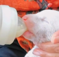 N0801035_lovely animal#animallover #animals #rescueanimals #cute #dog #lovedogs