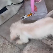 N0801036 house is small but of love#animals #animal #loveanimals #cut