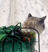 N0801037 cat left behind in snow is so pitiful#animals #animal #lovean