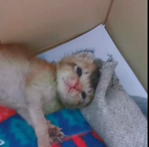 N0801038 Lucky kittens get help#animallover #animals #cute #ilovecats #rescue