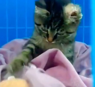 N0801039 lovely animals.. please help them#animals #animallover #rescueanimals