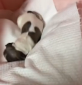 N0801041 newborn puppy, still attached to its afterbirth, was abandoned, yet