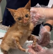 N0801042 wounded kitten was abandoned on road. It tried its to win