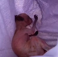 N0801043 kangaroo was struck by car while crossing road. When found