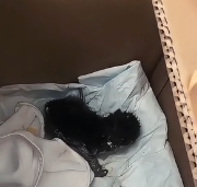 N0201027 Rescue kitten trapped in cement #rescue #cute #helpanimals #love…