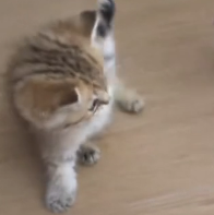 N0801044 kitten abandoned broken leg way it struggled to crawl to