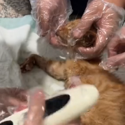 N0801046 cat broken front leg begged me help in middle of the