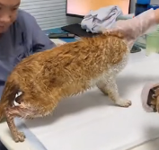 N0801047 injured stray cat was so hungry it drank rainwater off ground