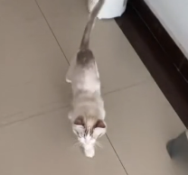 N0801048 Rescuing cat waiting to die helping it regain confidence in l