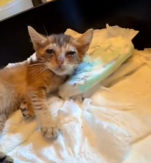 N0801049 Helping kitten congenital disabilities had been abandoned