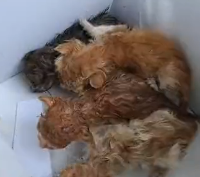 N0801050 After finding litter of kittens in woods learning they were