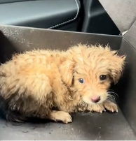 N0801051 very fearful stray dog kind words of encouragement, was able t