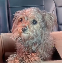 N0801052 Oh my gosh, saw bag moving in trash can didn realize