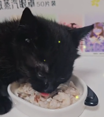 N0801053 wailing kitten rescued trash can, who was so cruel to abando