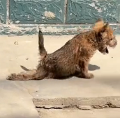 N0201028 Rescue stray dogs #rescue #cute #helpanimals #love #dog (2)