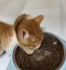 N0801054 poor kitten was caught in steel trap couldn move. It ende