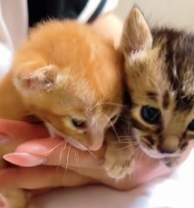 N0801055 There were two abandoned kittens in grass, their bodies crawling