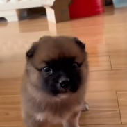 N0801056 Found shivering pup abandoned in grass#fyp #animalsoftiktok