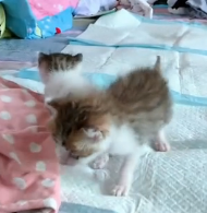 N0801057 We found litter of newborn kittens in bushes, took two wh