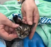 N0801058 Me my daughter rescued little kitten had been hit by car