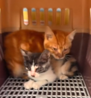 N0801059 came across two little kittens, barely hanging on to life, huddled to