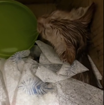 N0801060 little cat, all sticky glue looked at me like was its lif