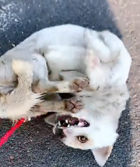 N0801061 irresponsible driver hit dog just left it there hurt.