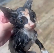 N0801063 During wild storm, found cat taking refuge by climbing up t