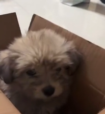 N0201029 Rescue stray dogs #rescue #cute #helpanimals #love #dogsoftiktok #re