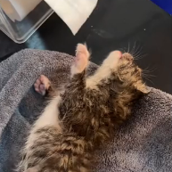 N0801064 rescued little kitten got blown into water by typhoon#