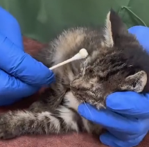 N0801065 little kitten waiting its end, but found it before Death did…