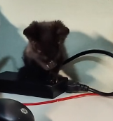 N0801066 rescued little black kitten was stuck in wooden frame#fyp #r…