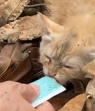 N0801067 Abandoned kitten in garbage dump is lucky to be saved #cat #rescuecat