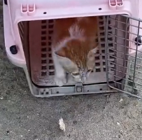 N0801068 Woman adopts homeless kitten results #cat #rescuecat #animals