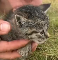 N0801069 Cat hiding in bushes was lucky to be saved #cat #rescuecat #animals