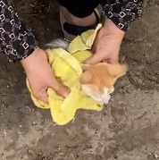 N0801071 Poor kitten lying on road was luckily saved #cat #rescuecat #anim
