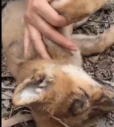 N0801082 poor dog got caught in barbed wire fence couldn escape. H